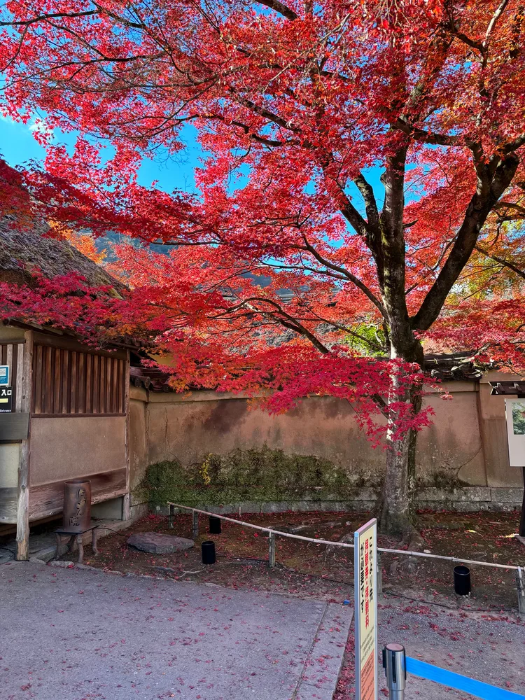 Kyoto-LateAutumn — photo 2