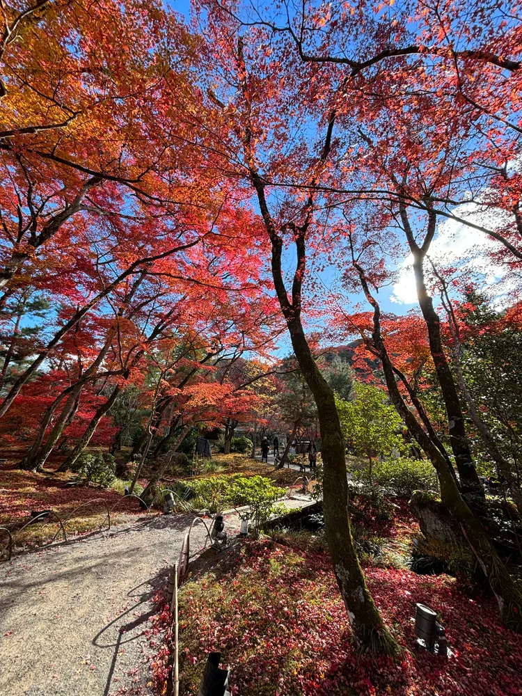 Kyoto-LateAutumn — photo 5