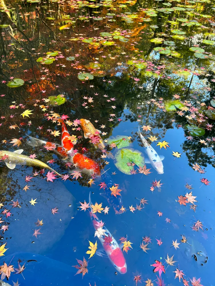 Kyoto-EarlyAutumn — photo 1
